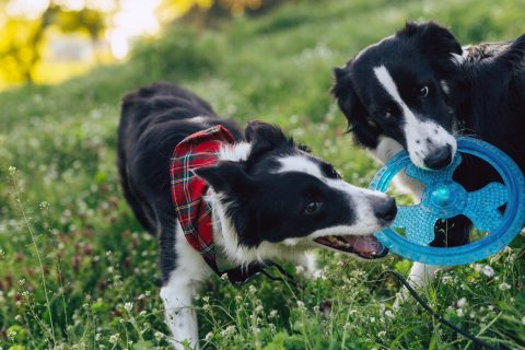 Two dogs playing with a toy together outdoor