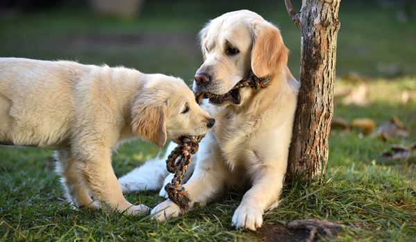 Mother and son golden retriever dogs playing together on grass under tree